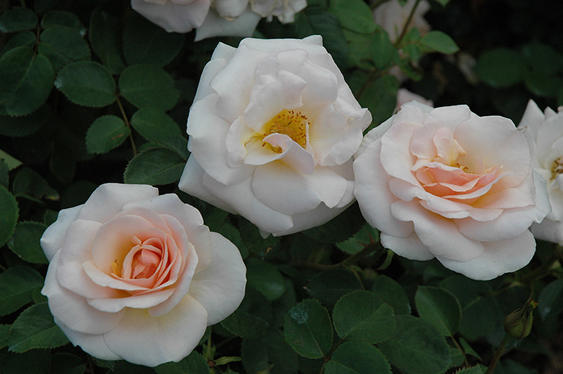 Pretty Lady Rose (Rosa 'SCRivo') at Pesche's Garden Center