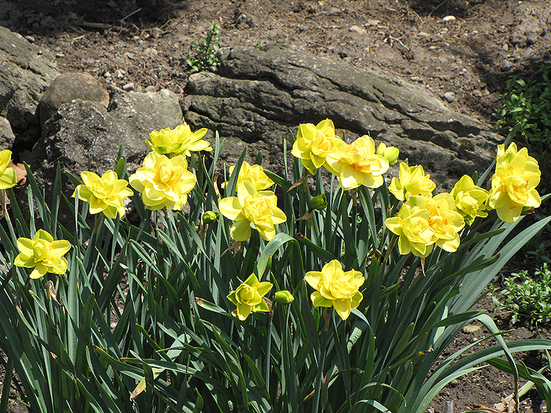 Golden Ducat Daffodil (Narcissus 'Golden Ducat') at Pesche's Garden Center