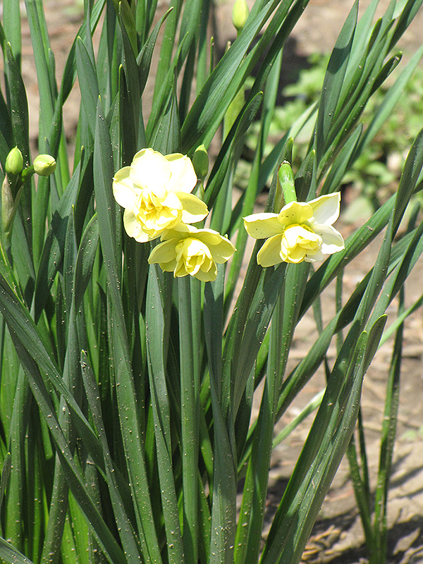 Yellow Cheerfulness Daffodil (Narcissus x poetaz 'Yellow Cheerfulness') at Pesche's Garden Center