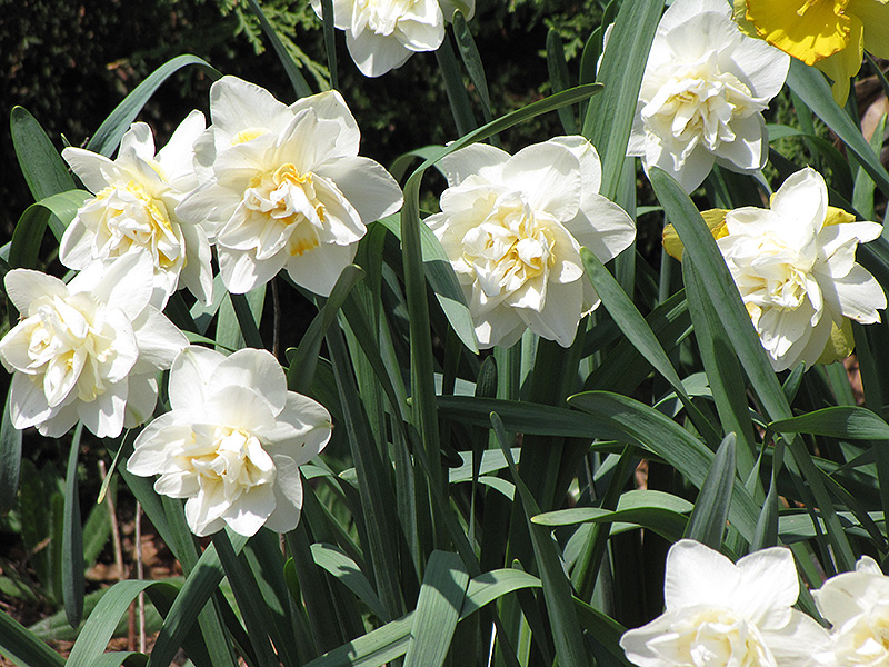 White Lion Daffodil (Narcissus 'White Lion') at Pesche's Garden Center