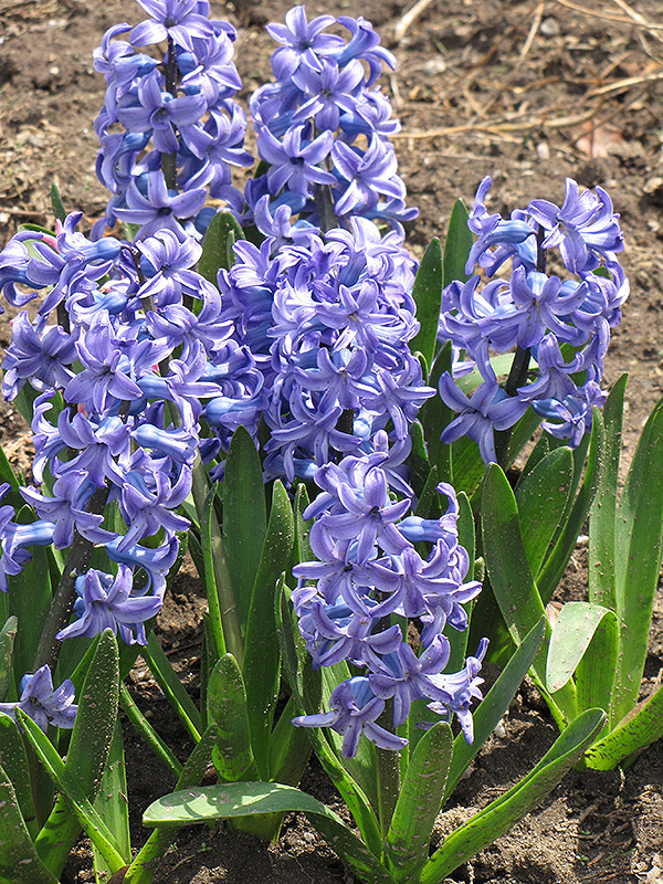 Blue Jacket Hyacinth (Hyacinthus orientalis 'Blue Jacket') at Pesche's Garden Center