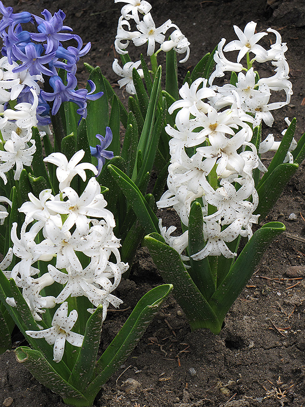 Carnegie Hyacinth (Hyacinthus orientalis 'Carnegie') at Pesche's Garden Center