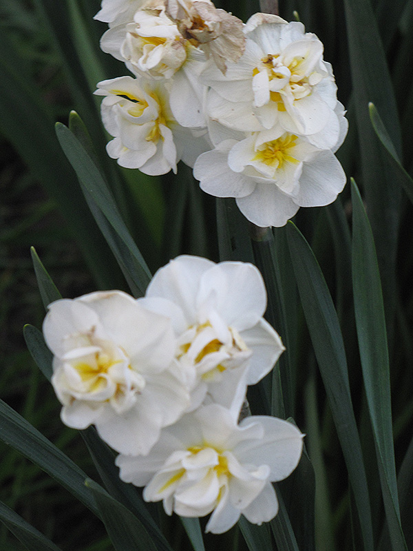 Cheerfulness Daffodil (Narcissus x poetaz 'Cheerfulness') at Pesche's Garden Center