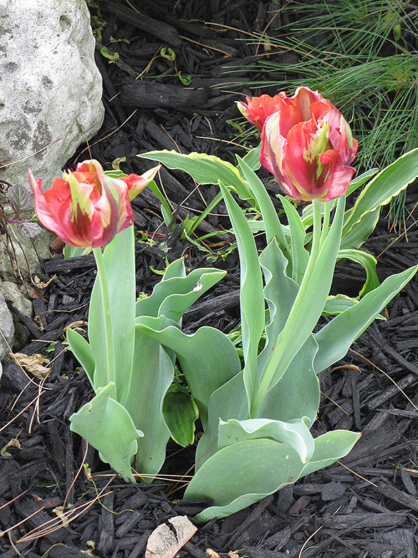 Flaming Parrot Tulip (Tulipa 'Flaming Parrot') at Pesche's Garden Center