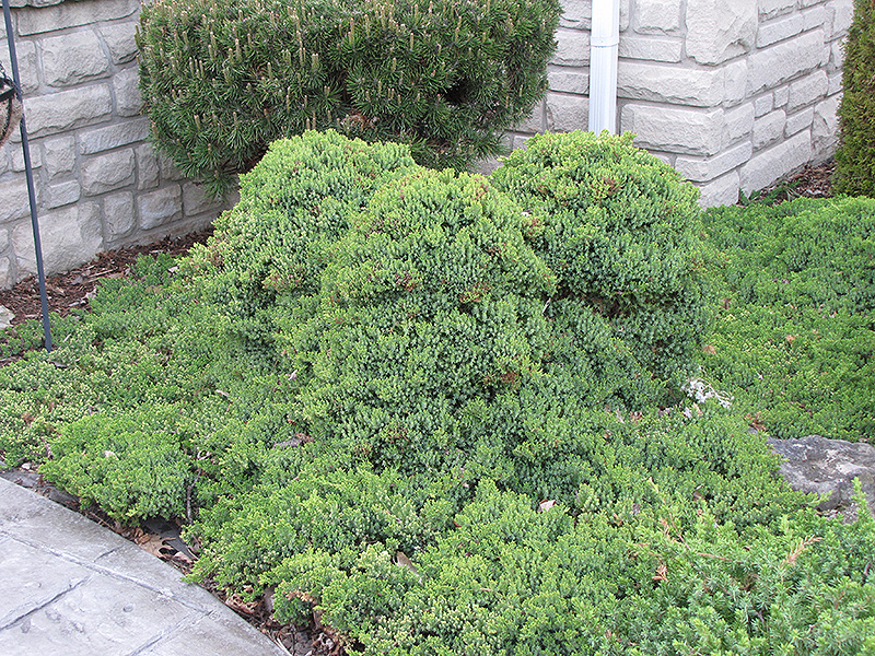 Dwarf Japgarden Juniper (Juniperus procumbens 'Nana') at Pesche's Garden Center