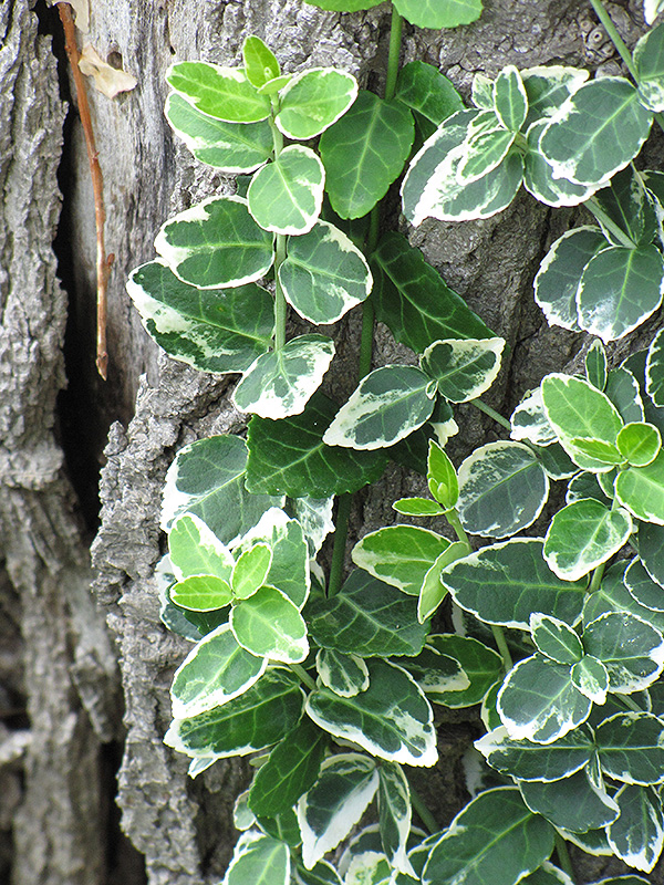 Emerald Gaiety Wintercreeper (Euonymus fortunei 'Emerald Gaiety') at Pesche's Garden Center