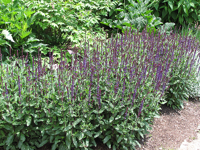 Caradonna Sage (Salvia x sylvestris 'Caradonna') at Pesche's Garden Center