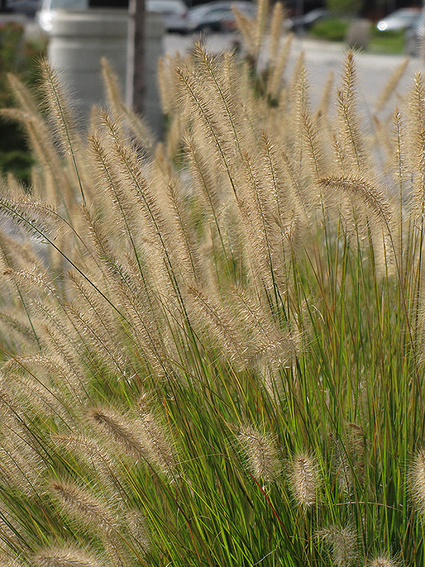 Hameln Dwarf Fountain Grass (Pennisetum alopecuroides 'Hameln') at Pesche's Garden Center