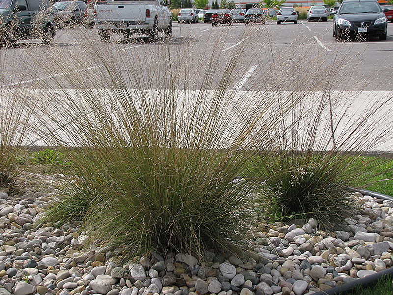 Prairie Dropseed (Sporobolus heterolepis) at Pesche's Garden Center