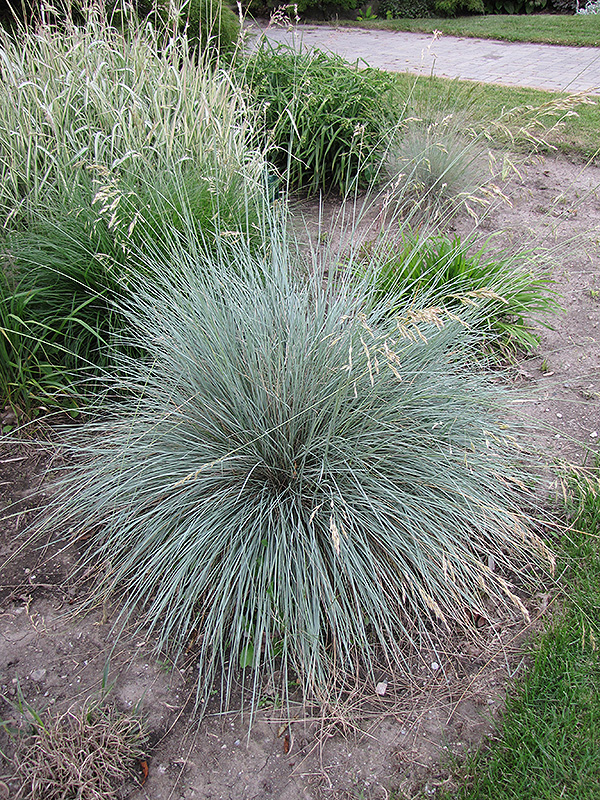 Blue Oat Grass (Helictotrichon sempervirens) at Pesche's Garden Center