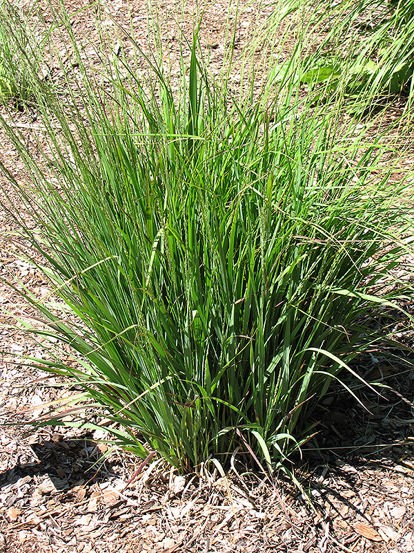 Moorhexe Purple Moor Grass (Molinia caerulea 'Moorhexe') at Pesche's Garden Center