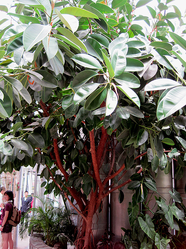 Rubber Tree (Ficus elastica) at Pesche's Garden Center