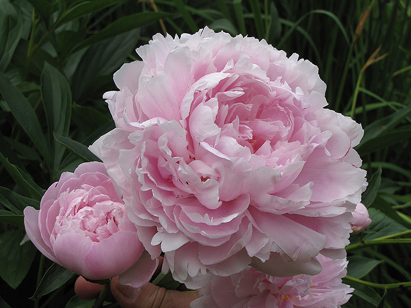 Double Pink Peony (Paeonia 'Double Pink') at Pesche's Garden Center