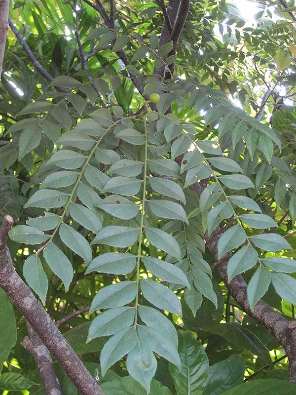 Curry Tree (Murraya koenigii) at Pesche's Garden Center