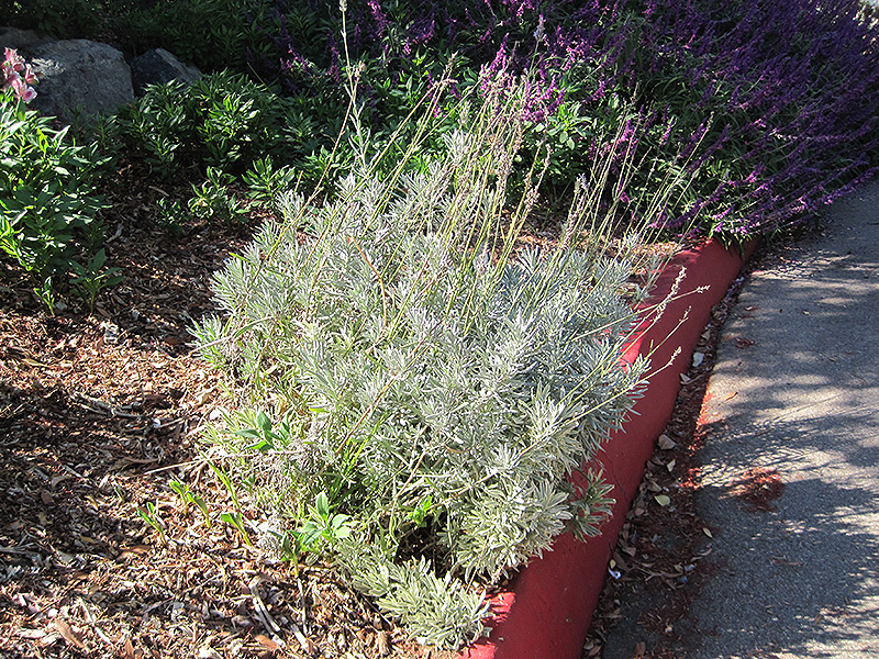 French Lavender (Lavandula dentata) at Pesche's Garden Center