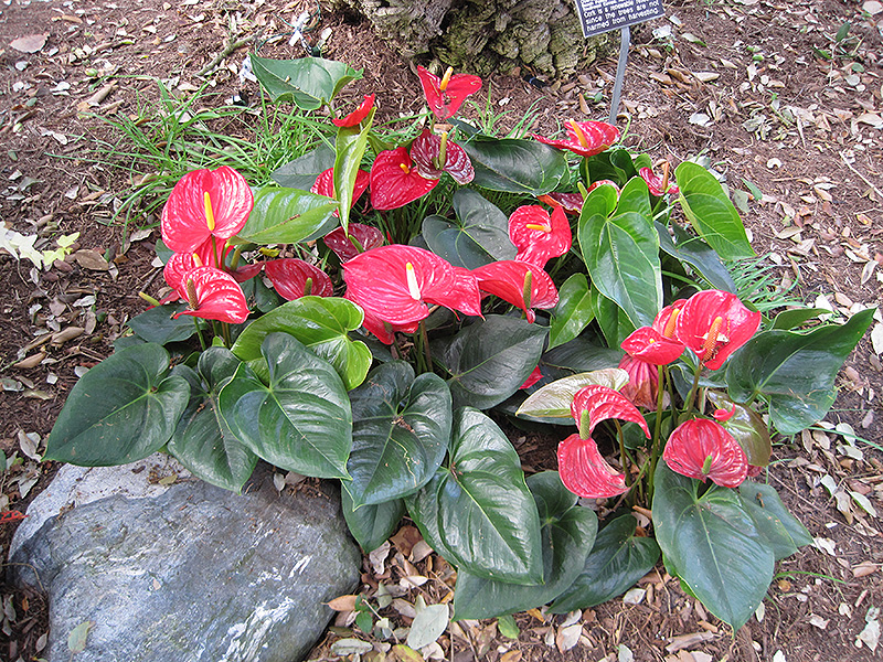 Anthurium (Anthurium andraeanum) at Pesche's Garden Center