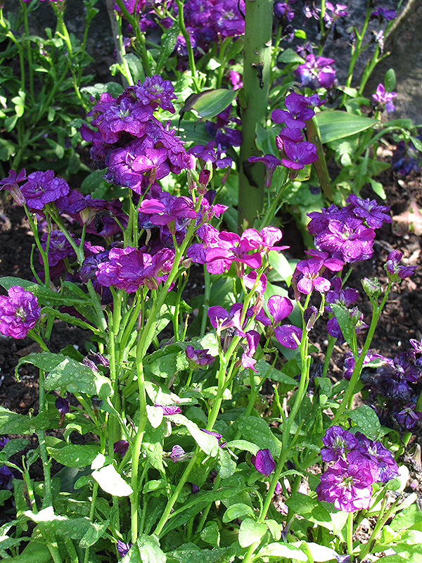 Harmony Purple Stock (Matthiola incana 'Harmony Purple') at Pesche's Garden Center