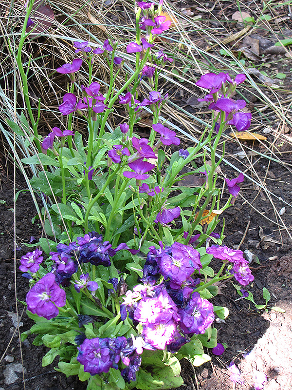 Purple Stock (Matthiola incana 'Purple') at Pesche's Garden Center