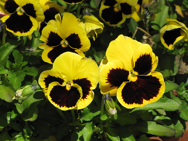 Delta Yellow With Blotch Pansy (Viola x wittrockiana 'Delta Yellow With Blotch') at Pesche's Garden Center