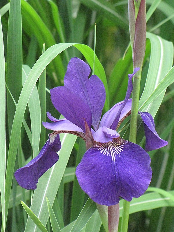 Caesar's Brother Siberian Iris (Iris sibirica 'Caesar's Brother') at Pesche's Garden Center