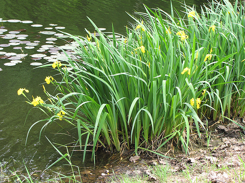 Yellow Flag Iris (Iris pseudacorus) at Pesche's Garden Center