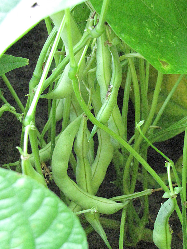 Burpee's Stringless Bush Bean (Phaseolus vulgaris 'Burpee's Stringless') at Pesche's Garden Center