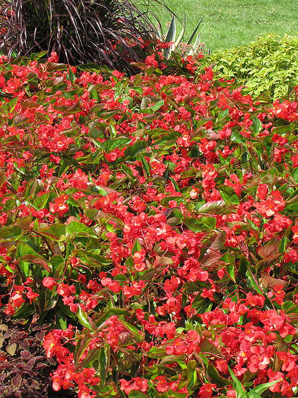 Dragon Wing Red Begonia (Begonia 'Dragon Wing Red') at Pesche's Garden Center