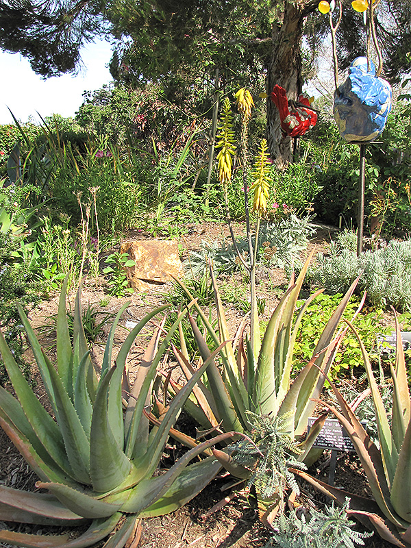 Aloe Vera Barbadensis (Aloe vera 'Barbadensis') at Pesche's Garden Center