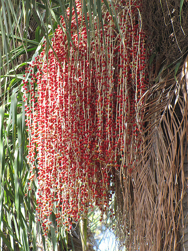 Christmas Palm (Veitchia merrillii) at Pesche's Garden Center