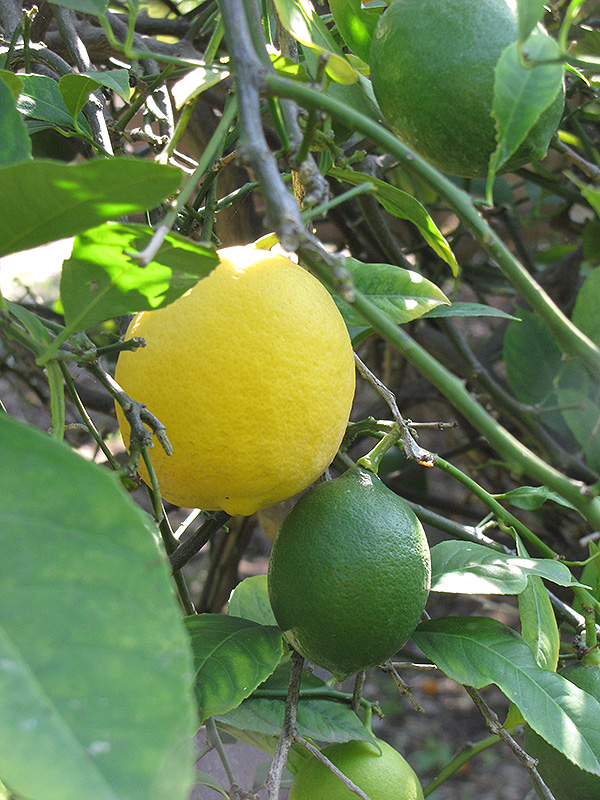 Improved Meyer Lemon (Citrus x meyeri 'Meyer Improved') at Pesche's Garden Center