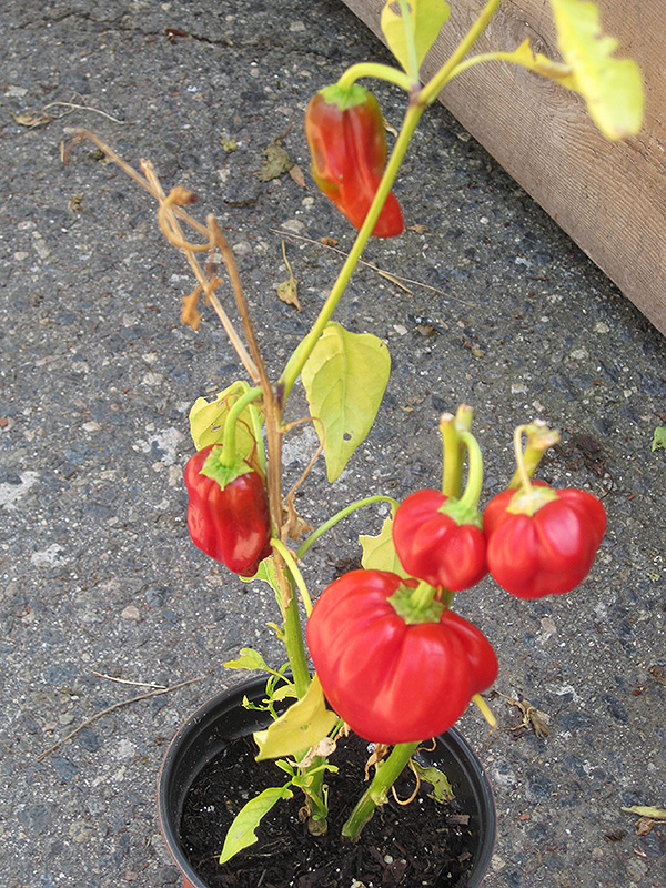 Pepperoncini (Capsicum annuum 'Pepperoncini') at Pesche's Garden Center