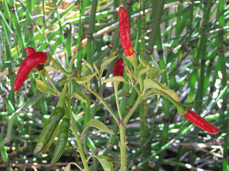 Chile de Arbol (Capsicum annuum 'Chile de Arbol') at Pesche's Garden Center