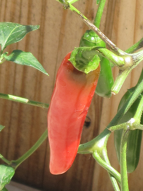 Serrano Hot Pepper (Capsicum annuum 'Serrano') at Pesche's Garden Center