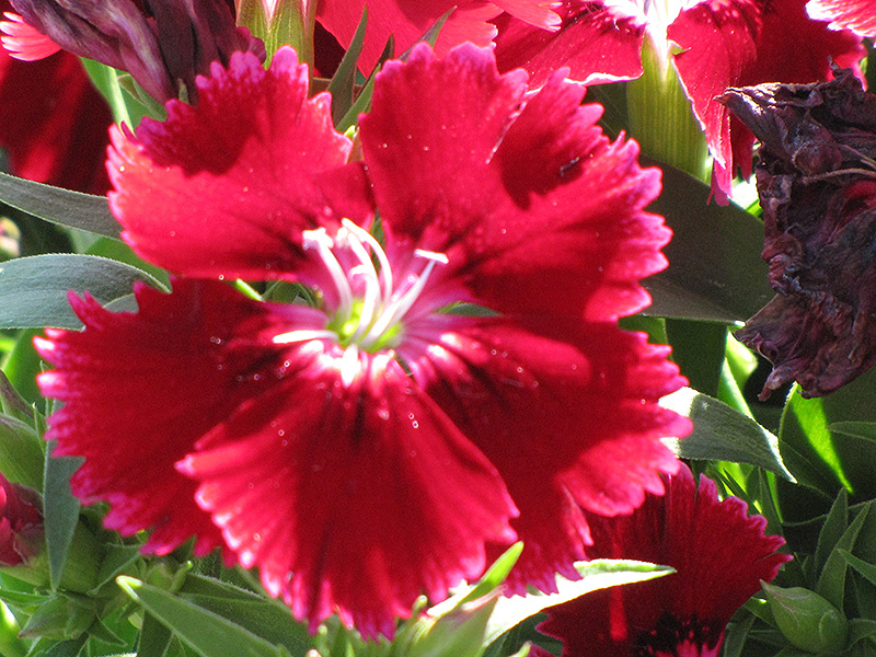 Ideal Crimson Pinks (Dianthus 'Ideal Crimson') at Pesche's Garden Center