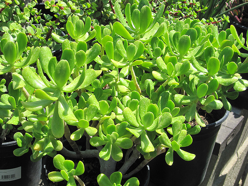 Jade Plant (Crassula argentea) at Pesche's Garden Center