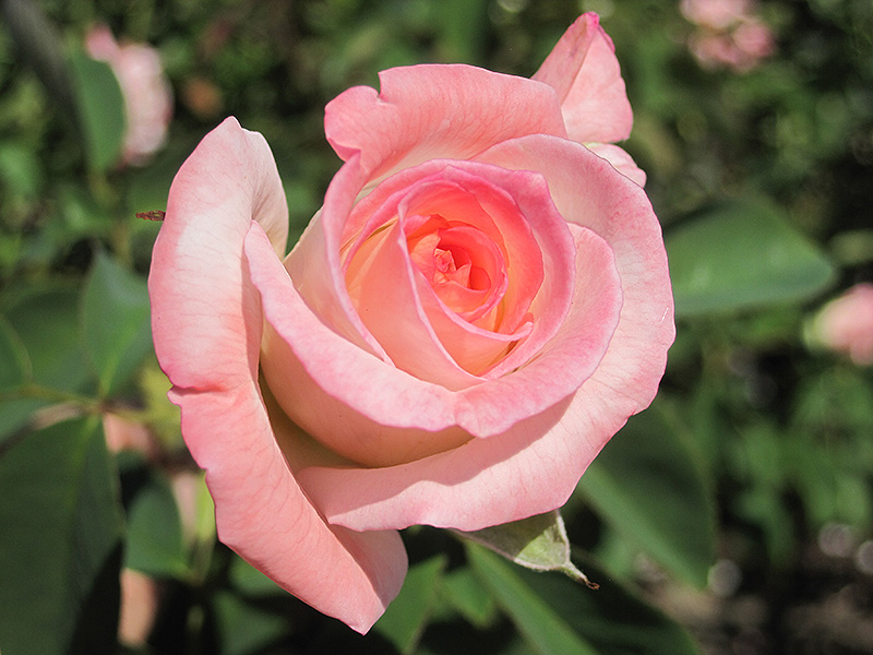 Secret Rose (Rosa 'Secret') at Pesche's Garden Center