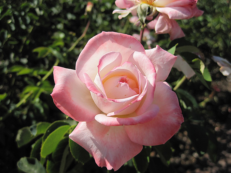 Secret Rose (Rosa 'Secret') at Pesche's Garden Center