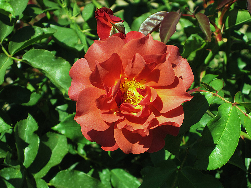 Cinco de Mayo Rose (Rosa 'Cinco de Mayo') at Pesche's Garden Center