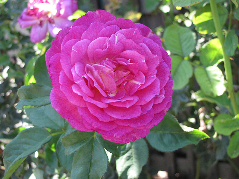 Outta The Blue Rose (Rosa 'Outta The Blue') at Pesche's Garden Center