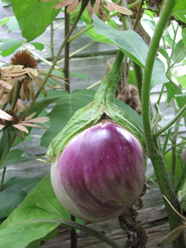 Rosa Bianca Eggplant (Solanum melongena 'Rosa Bianca') at Pesche's Garden Center