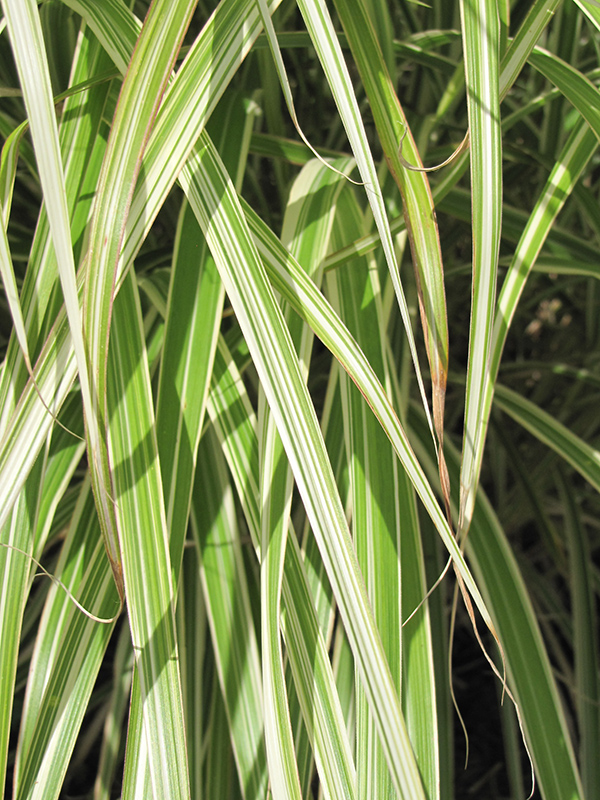 Morning Light Maiden Grass (Miscanthus sinensis 'Morning Light') at Pesche's Garden Center