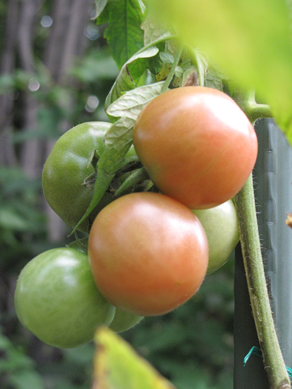 Better Boy Tomato (Solanum lycopersicum 'Better Boy') at Pesche's Garden Center