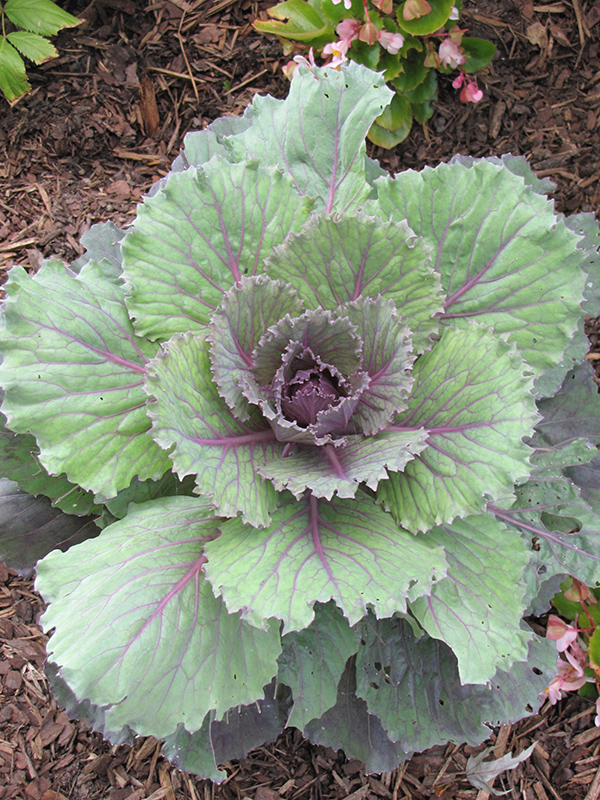 Dynasty Red Ornamental Cabbage (Brassica oleracea var. capitata 'Dynasty Red') at Pesche's Garden Center