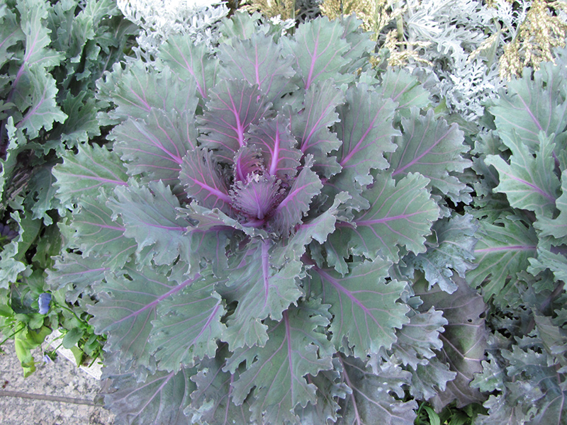 Nagoya Purple Kale (Brassica oleracea var. acephala 'Nagoya Purple') at Pesche's Garden Center