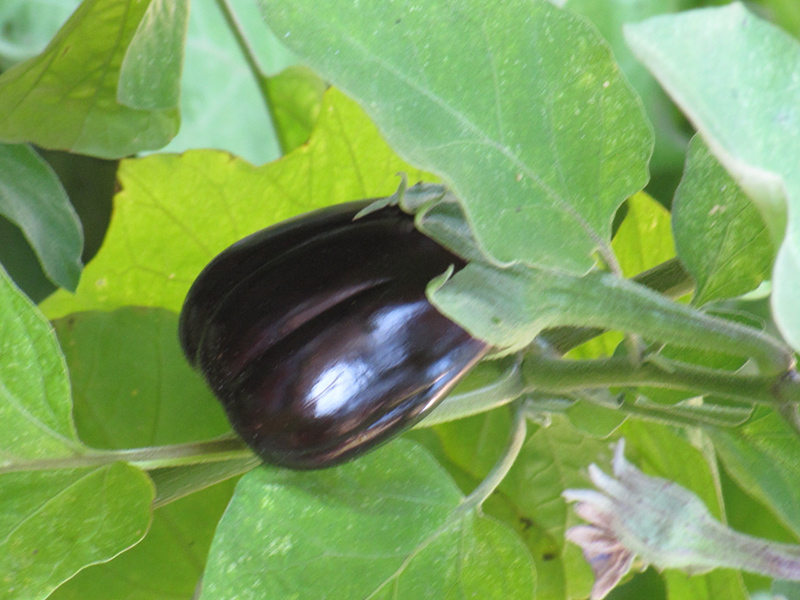 Black Beauty Eggplant (Solanum melongena 'Black Beauty') at Pesche's Garden Center
