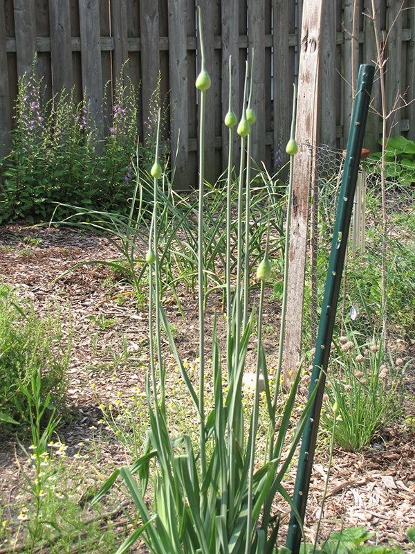 Garlic (Allium sativum) at Pesche's Garden Center