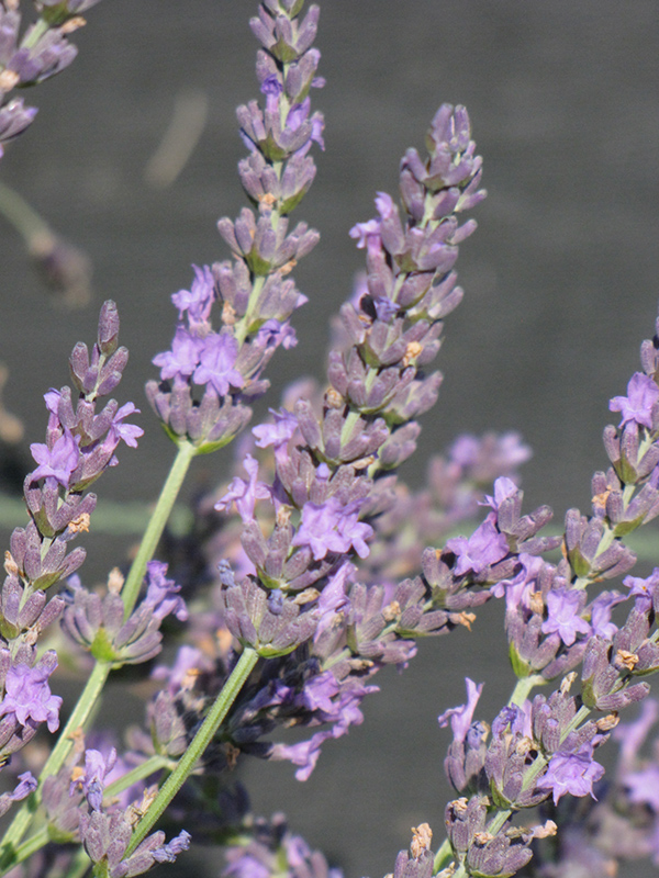 Grosso Lavender (Lavandula x intermedia 'Grosso') at Pesche's Garden Center