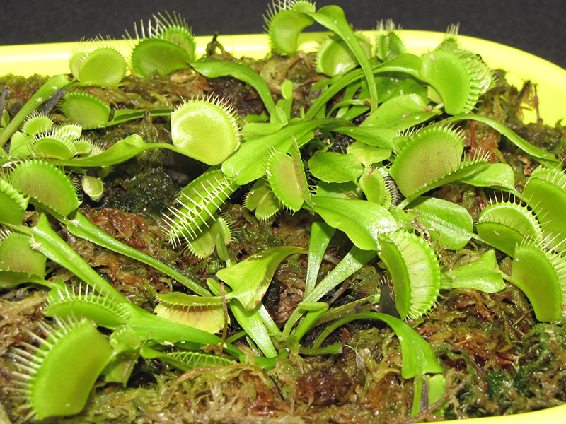 Venus Flytrap (Dionaea muscipula) at Pesche's Garden Center