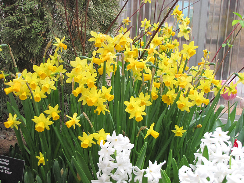 Tete a Tete Daffodil (Narcissus 'Tete a Tete') at Pesche's Garden Center