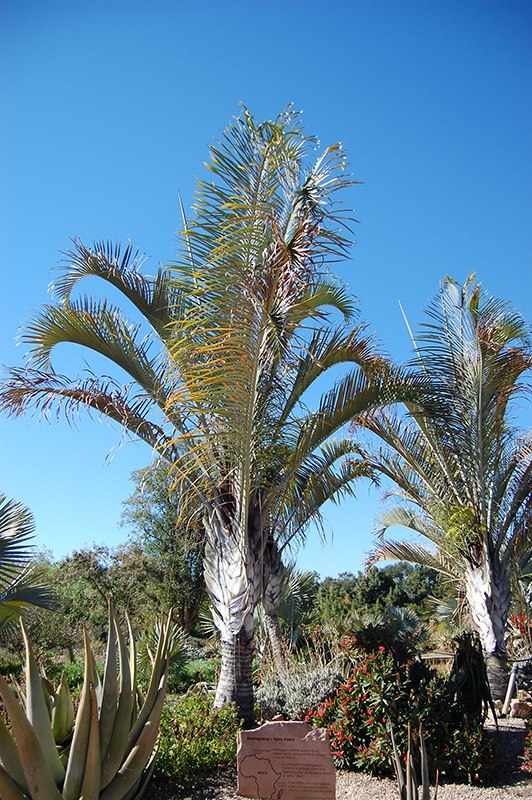 Triangle Palm (Dypsis decaryi) at Pesche's Garden Center